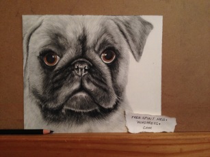 So Pugly- 6" x 8" pencil and charcoal portrait