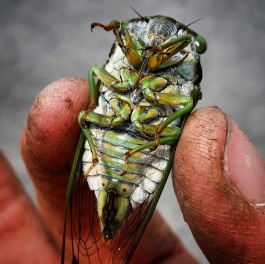 Swamp Cicada or Morning Cicada (Neotibicen tibicen tibicen)