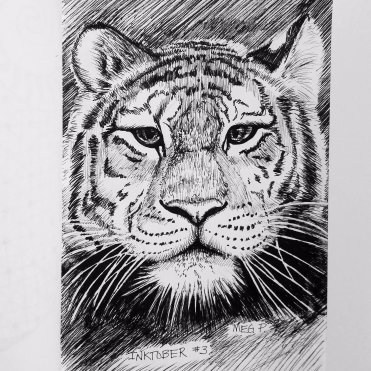 The majestic tiger. They have always fascinated me and I've been wanted to draw another one for a long time. I think another fine art tiger piece is in order!