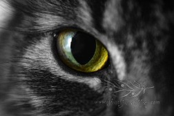 Cats Eye