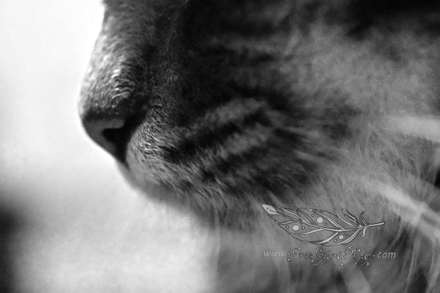 Kitty Nose.jpg